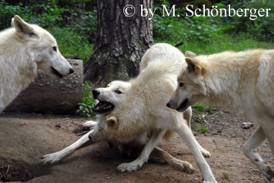 Stellen der Beute - arktische Wölfe trainieren das Beutemachen